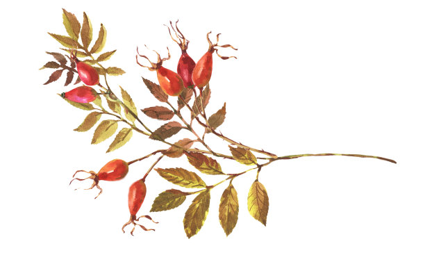 犬科蔷薇的枝头，蔷薇长着红色的浆果和绿色的叶子。图片下载