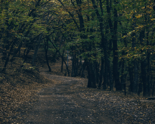 秋天的森林道路图片下载