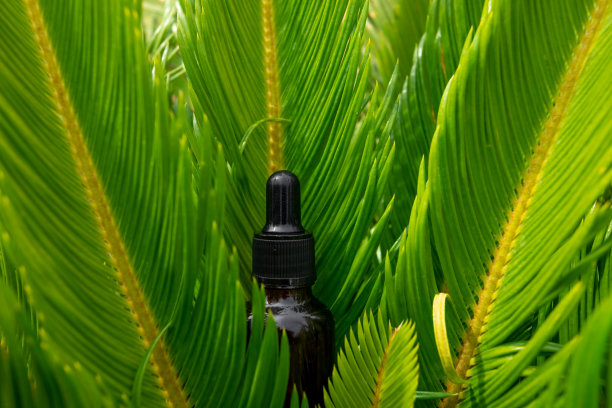 在户外绿色植物的玻璃瓶精油，伟大的设计为任何目的。化妆品液体美容产品。自然背景。图片下载