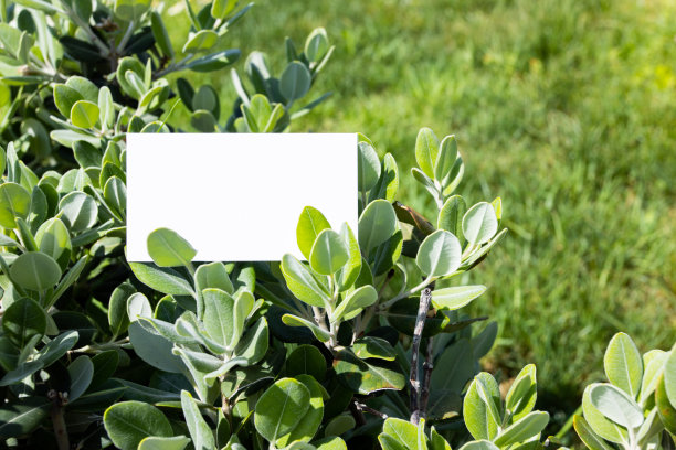 平面卡片在橄榄叶外面为网页背景设计。白色的孤立的背景。抽象的景观背景。节日快乐。网络旗帜模板。自然美景。图片下载