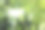 平面卡片在橄榄叶外面为网页背景设计。白色的孤立的背景。抽象的景观背景。节日快乐。网络旗帜模板。自然美景。图片下载