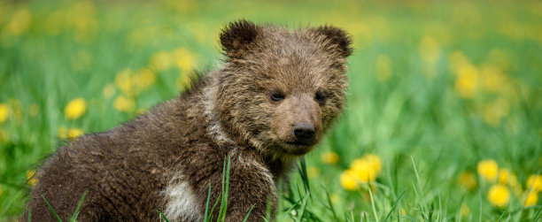 黄花草地上的棕熊幼崽图片下载