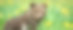 黄花草地上的棕熊幼崽图片下载