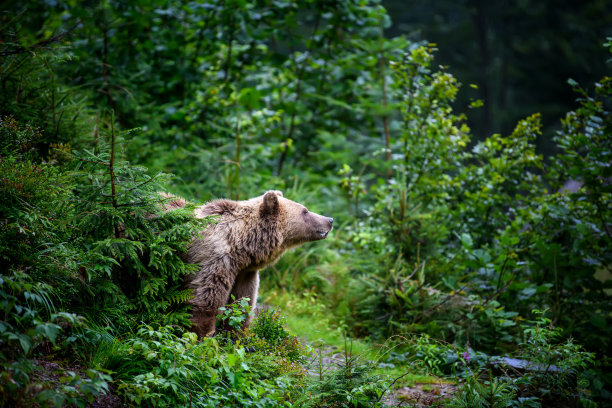 夏季森林中的野生棕熊(Ursus Arctos)。自然栖息地的动物图片下载