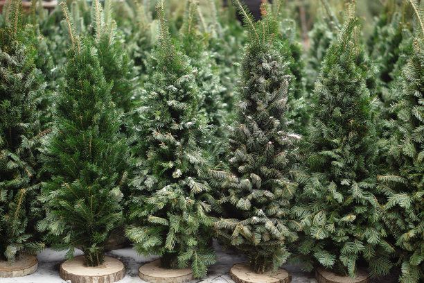 冷杉的背景。销售圣诞树。图片下载