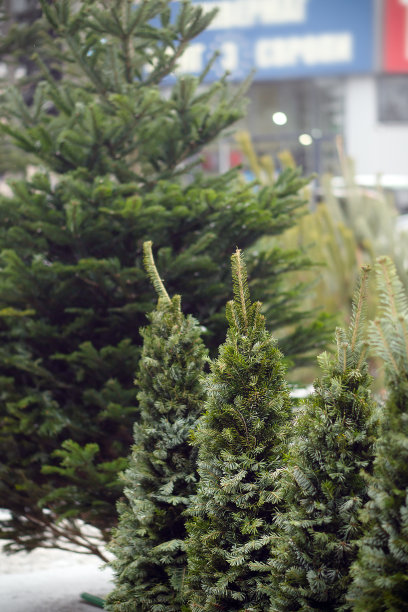 在新年和圣诞节前出售圣诞树。图片下载