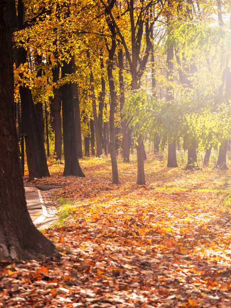 秋天的风景，一片枝繁叶茂的森林。图片下载