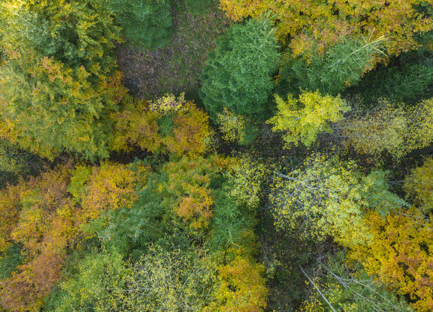 背景照片中的秋叶，土耳其伊斯坦布尔乌斯库达尔图片下载