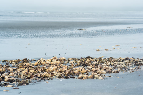 海边捕鱼留下的一堆贝壳图片下载