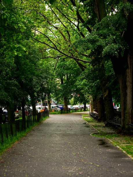 垂直拍摄的一个美丽的公园与茂密的绿色树木在白天图片下载