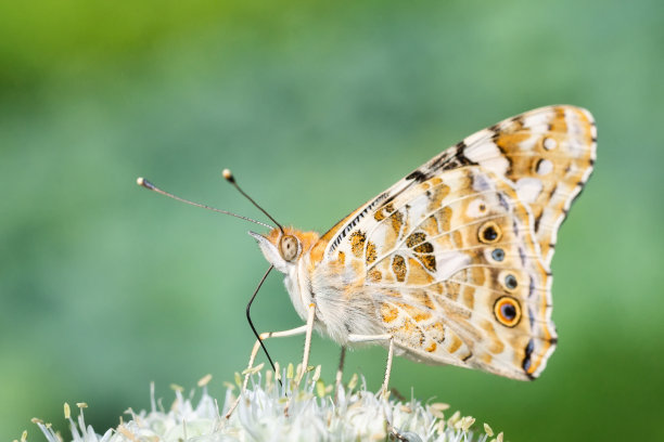 蝴蝶在盛开的花朵在绿色的大自然…图片下载