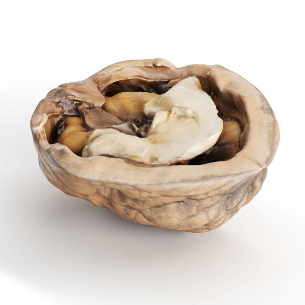 一个孤立在白色背景上的核桃的3D渲染图片下载