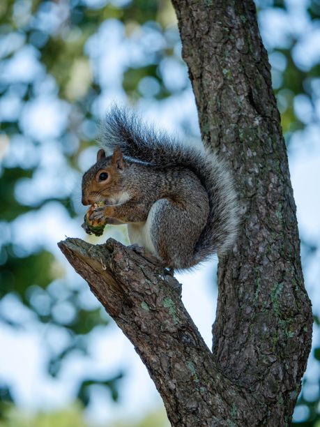 松鼠坐在树枝上吃坚果图片下载