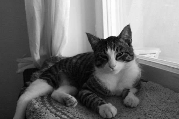 一只猫的肖像躺在柔软的表面旁边的白色半透明的窗帘图片下载