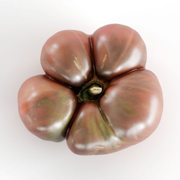 特写的3D粗糙verte玫瑰番茄孤立在一个白色背景下的工作室照明图片下载