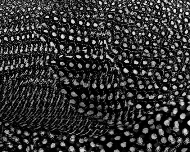 灰度波点在褶皱织物上的特写图片下载