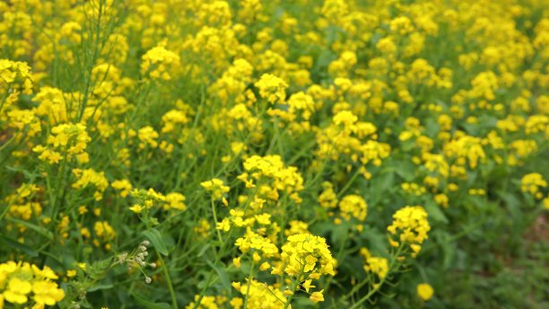 济州岛的代表花是油菜花。图片下载