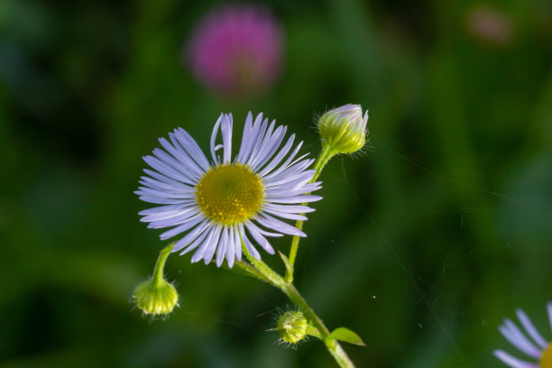 一年生鹅绒菊或雏菊鹅绒菊或东方雏菊鹅绒菊的白色花图片下载