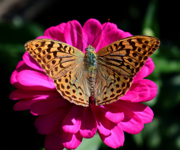 粉红百日菊花上的红雀蝶图片下载
