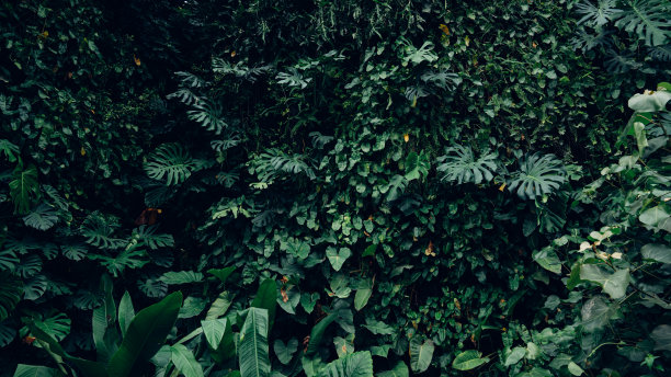 一组深绿色热带树叶背景图片下载