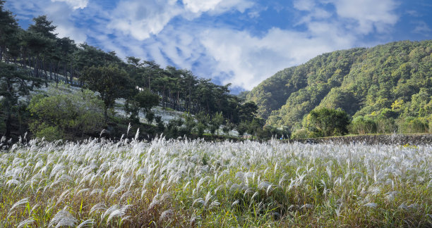 白色的潘帕斯草在山谷里吹着秋风图片下载