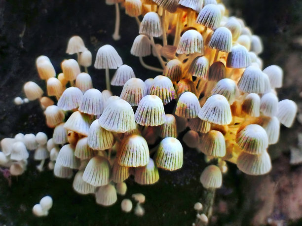 树上的小蘑菇图片下载