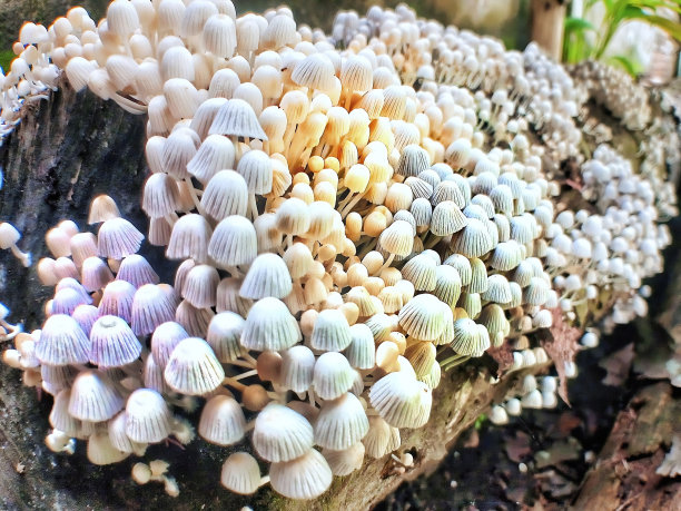 树上的小蘑菇图片下载