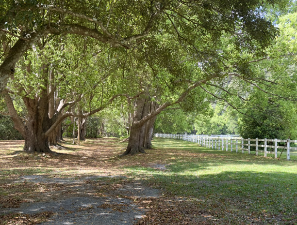 彩色树叶在地上的照片。远处高大成熟的树木。右边是白色木栅栏。澳大利亚昆士兰黄金海岸Currumbin山谷图片下载