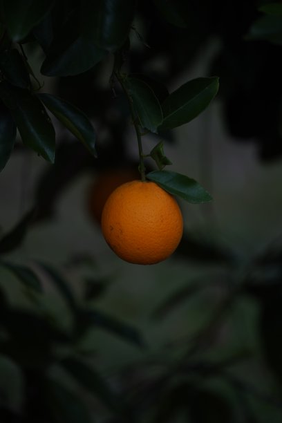 树上的一个橘子图片下载