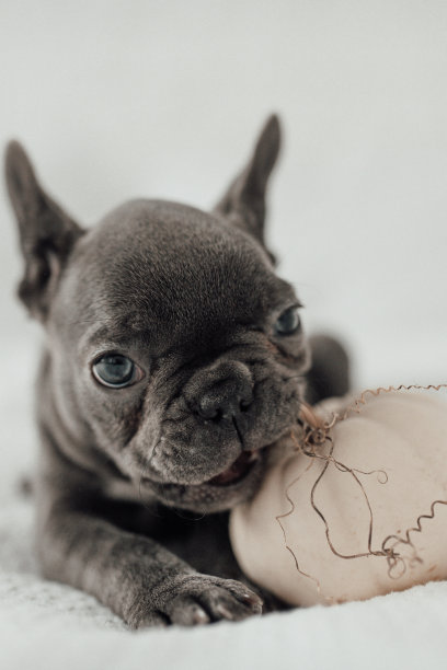 有趣可爱可爱的蓝色法国斗牛犬小狗与白色南瓜在万圣节假期图片下载
