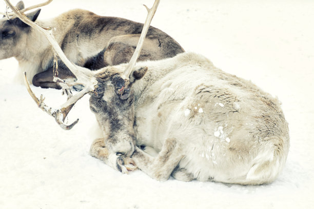 雪地上的驯鹿特写图片下载