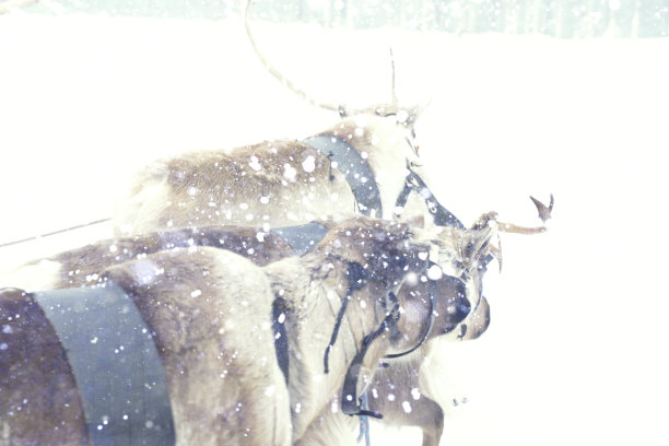 圣诞老人的驯鹿在大雪中奔跑。图片下载