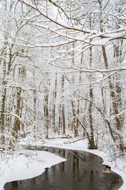 在霜冻的冬季林地上有开阔水域的小溪图片下载