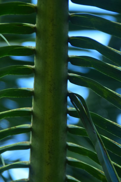 椰子树干图片下载