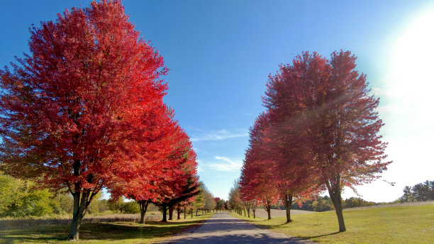 秋天的道路图片下载