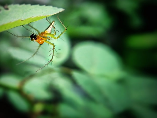一只躲在树叶后面的黄色蜘蛛图片下载