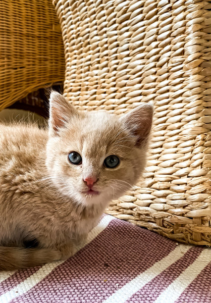 可爱的姜黄色小猫坐在紫色地毯上。图片下载