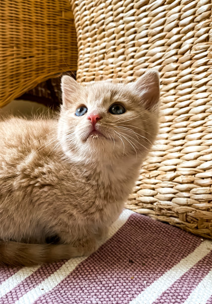 可爱的姜黄色小猫坐在紫色地毯上。图片下载