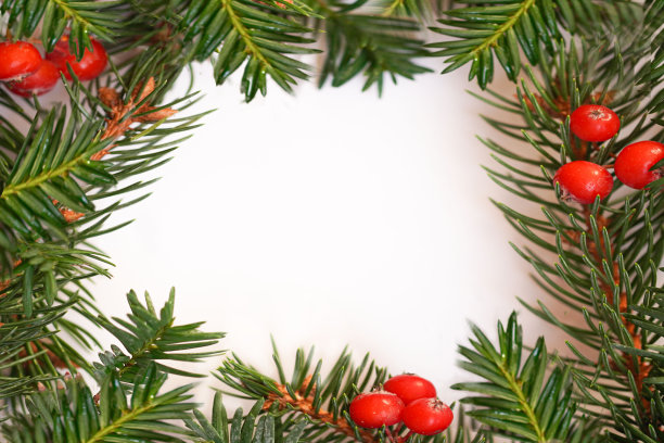 白色的纸，方形的纸，杉木的树枝和红色的浆果。圣诞新年背景。贺卡。简约、自然、生态的概念。模型，文本空间。图片下载