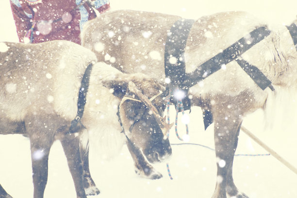 圣诞老人的驯鹿与强降雪图片下载