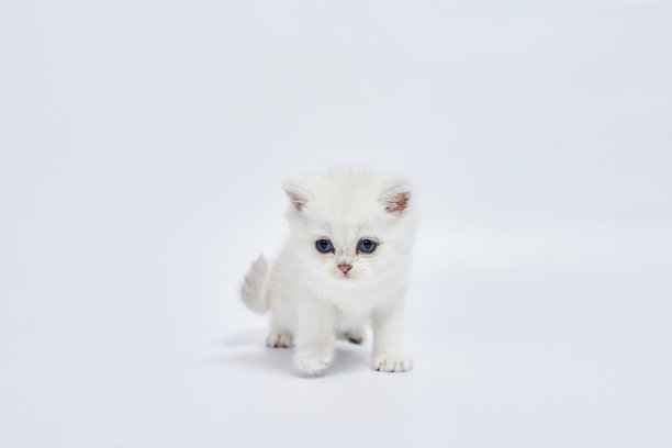 一只美丽的白色小猫，白色背景上的英国银栗鼠图片下载