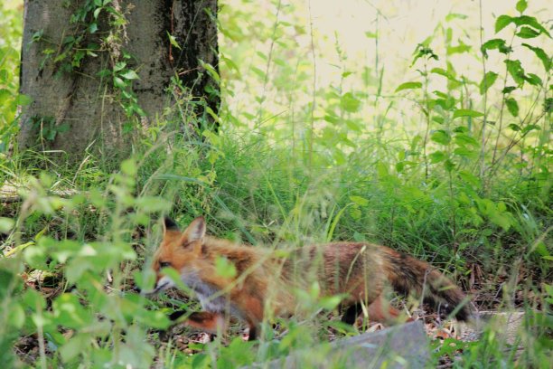 狡猾的狐狸图片下载