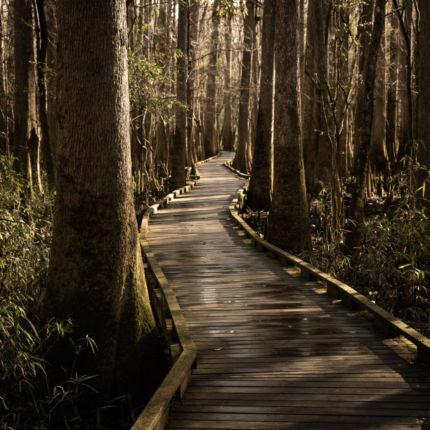 空的木板路穿过康凯里的沼泽图片下载