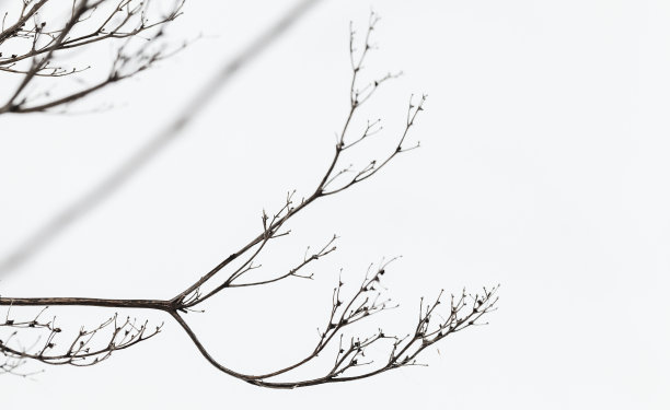 抽象的自然照片与白色的干树枝图片下载