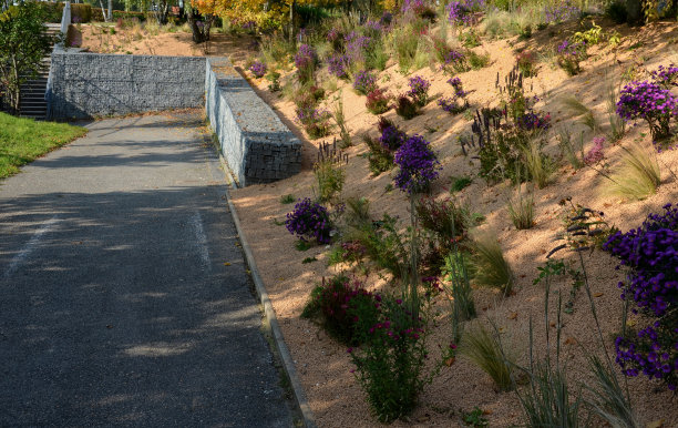 在花坛上开花的紫菀形成了一个单一栽培的花毯。背后的高草。花园布置草原阳光特色，覆盖米色碎石、白色石灰石小径、台阶、台阶图片下载