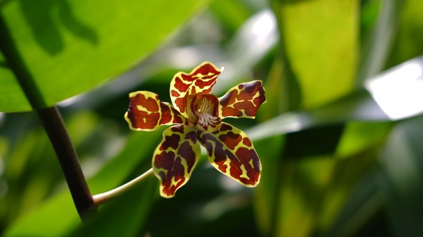 大兰(Grammatophyllum speciosum)，大兰(Grammatophyllum martae)，玛尔塔(Marta’s Grammatophyllum，巨兰，虎兰或兰花女王)世界上最大的兰花图片下载