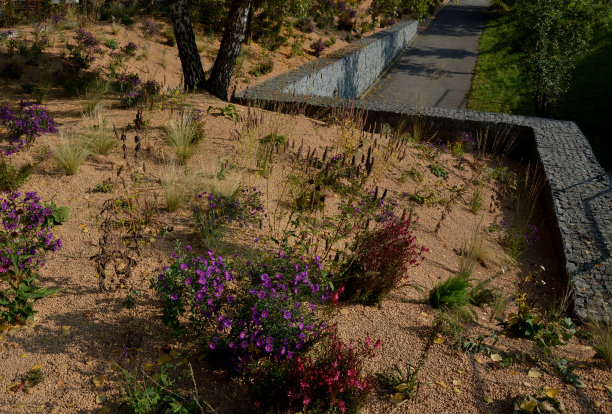 在花坛上开花的紫菀形成了一个单一栽培的花毯。背后的高草。花园布置草原阳光特色，覆盖米色碎石、白色石灰石小径、台阶、台阶图片下载
