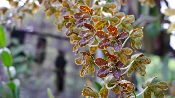 大兰(Grammatophyllum speciosum)，大兰(Grammatophyllum martae)，玛尔塔(Marta’s Grammatophyllum，巨兰，虎兰或兰花女王)世界上最大的兰花图片下载