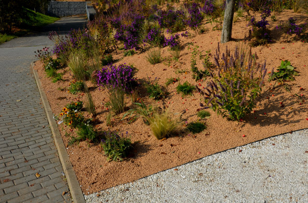 在花坛上开花的紫菀形成了一个单一栽培的花毯。背后的高草。花园布置草原阳光特色，覆盖米色碎石、白色石灰石小径、台阶、台阶图片下载