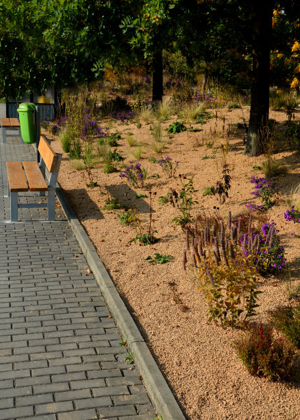 在花坛上开花的紫菀形成了一个单一栽培的花毯。背后的高草。花园布置草原阳光特色，覆盖米色碎石、白色石灰石小径、台阶、台阶图片下载